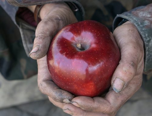 Supportive and Emergency Housing Services: Program Manager